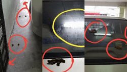 ‘Setiap pagi trauma, kucing jiran berak atas kereta’