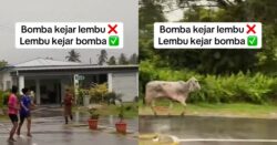 [VIDEO] Giliran lembu korban kejar bomba