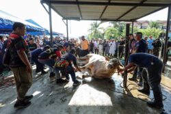 Awang Merah, Kiko jadi perhatian 1,000 tetamu