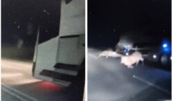 ‘Lembu pun tahu berhenti’