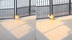 ‘Bayangkan kalau budak kecil yang kena’