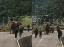 [VIDEO] Sayu lihat anak gajah ‘tiada’ ibu dipindahkan