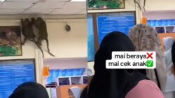 [VIDEO] Kecoh! tiga ekor beruk ketakutan masuk klinik