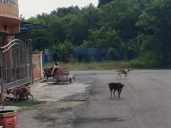 ‘Anjing itu bergaduh lepas itu kejar budak-budak’