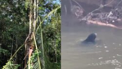 ‘Belakang rumah kami ada beruang’