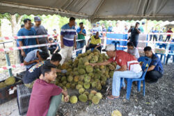 Durian Pedu setanding raja buah popular, isi lemak manis
