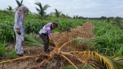 Dua malam habis ‘abang besar’ libas dua hektar ladang