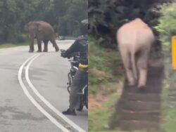 ‘Gajah pun cari tangga nak naik bukit’