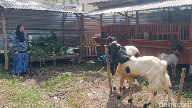 Wanita jual lembu korban secara ‘live’ TikTok