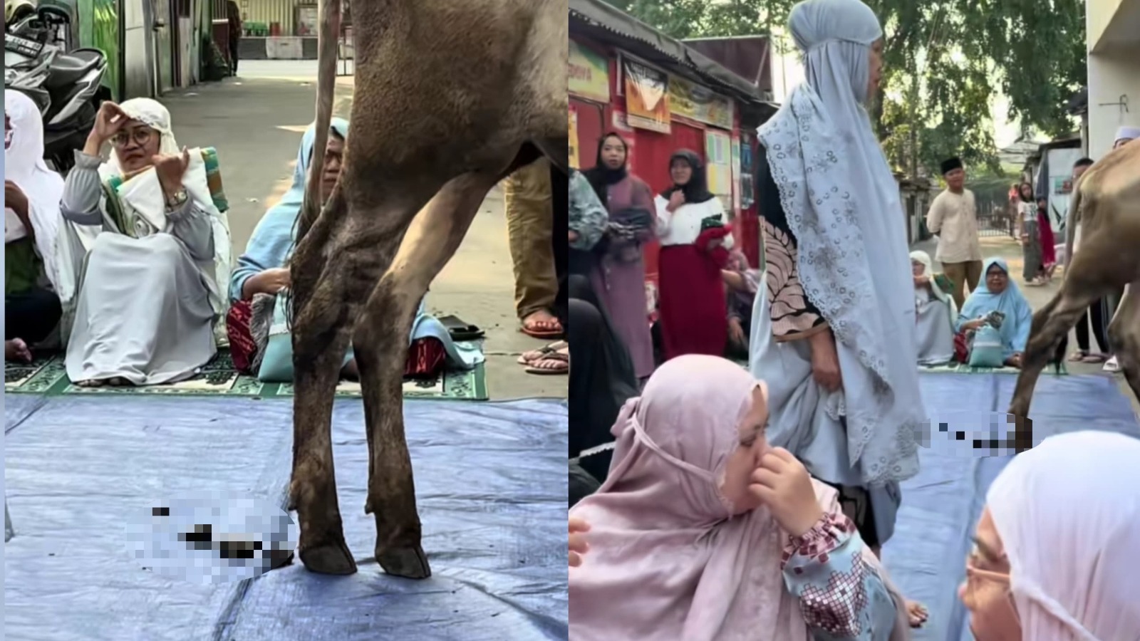 lembu korban lembu korban