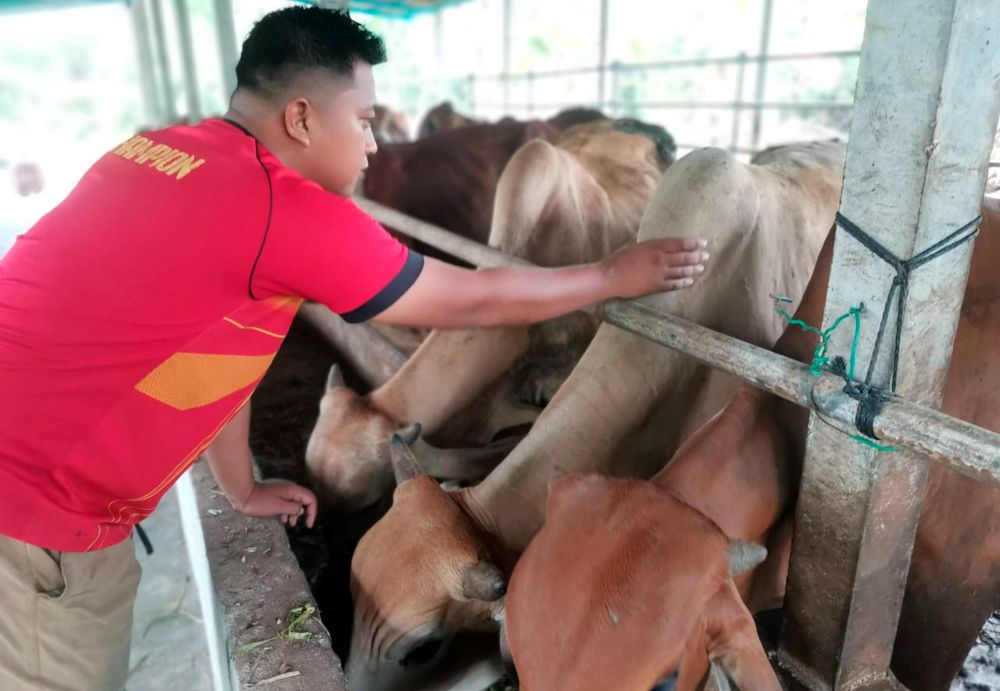 lembu lembu korban