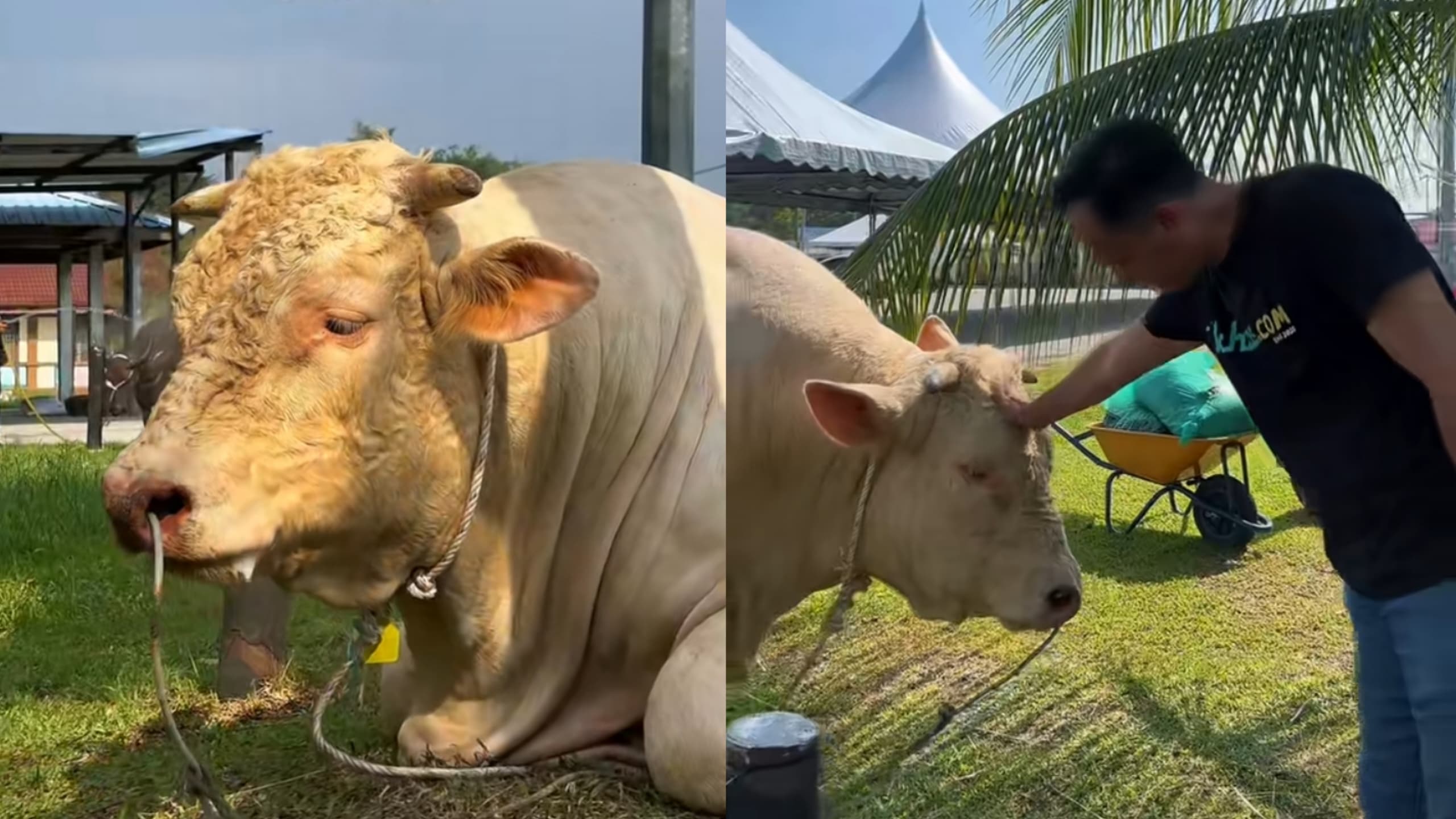 lembu sado