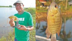 Patung, ikan tempatan perlu dihargai