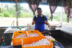 Tinggal kerjaya penyelia, kini penternak itik telur