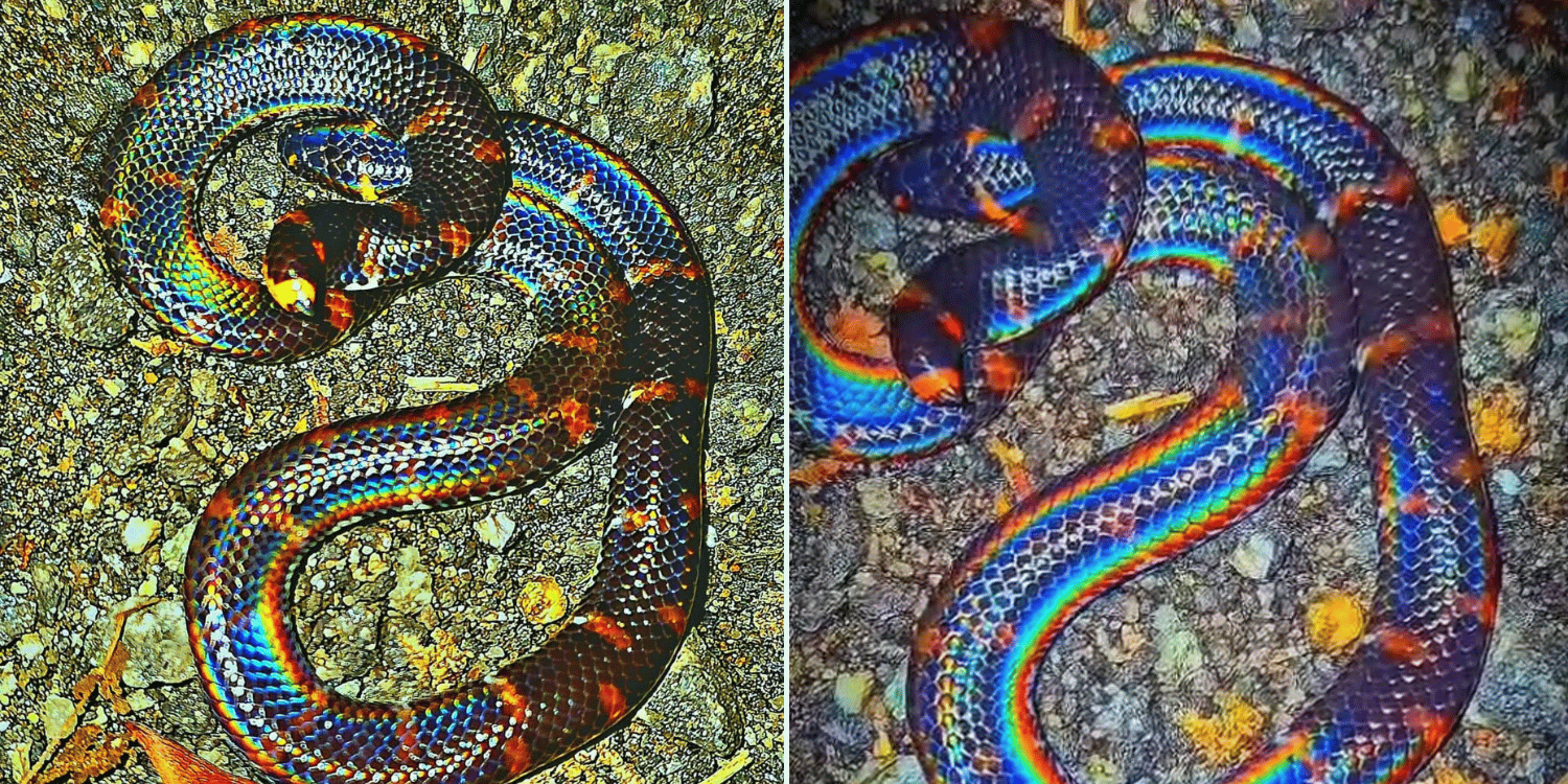 Lelaki terkejut lihat ular warna pelangi
