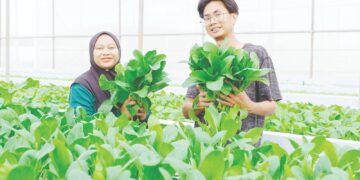 Sistem NFT tarik minat anak muda tanam sayur, tambah pendapatan