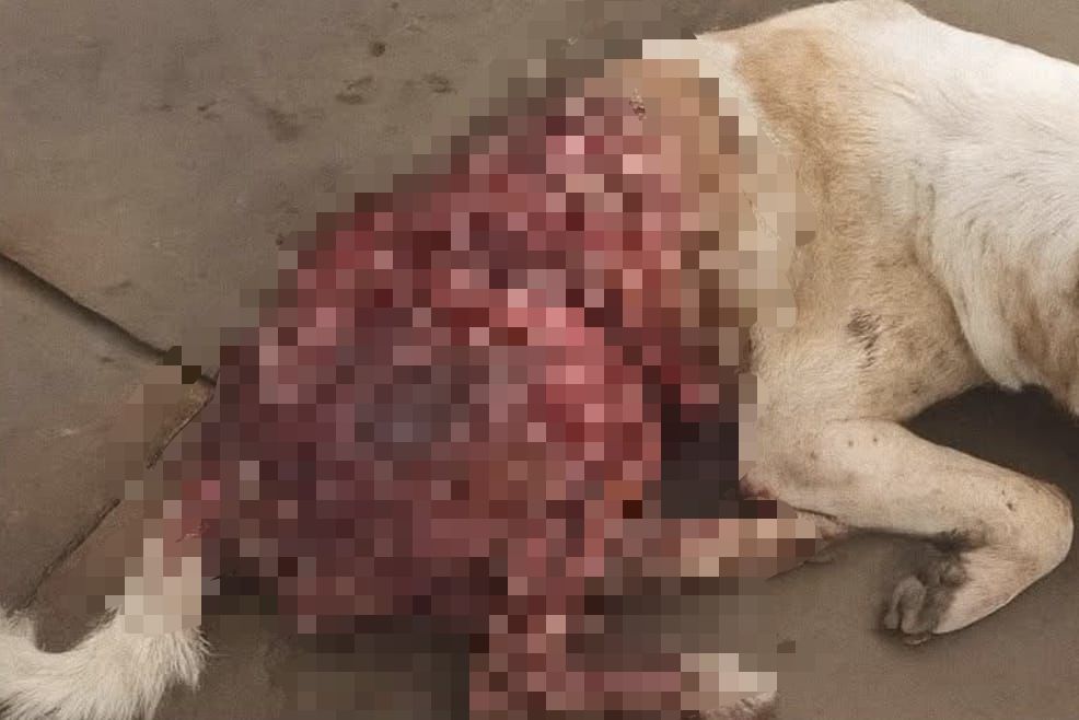 Anjing disyaki didera, kulit disiat hidup-hidup