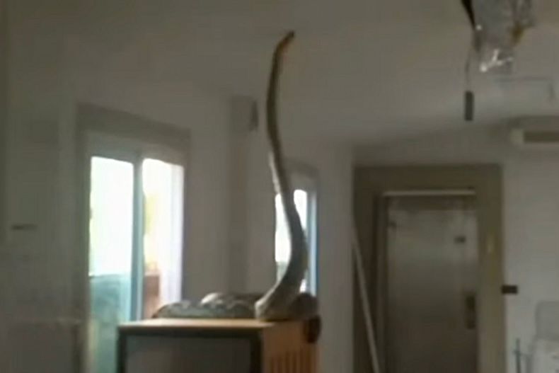 Ular sawa 5 meter jengah bilik kucing