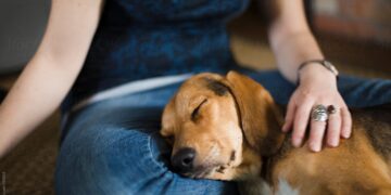 Cerai bini mualaf kemaruk bela anjing