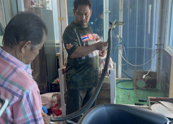 Sempat telefon nenek sebelum maut dipatuk ‘king cobra’