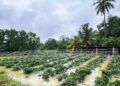 Terkedu kebun cili tenggelam