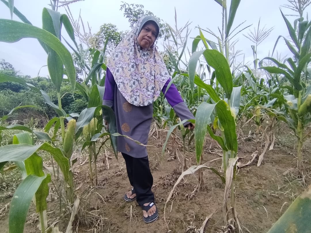 Sungai Kemaman ‘tenggelamkan’ kebun jagung