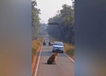 Kecoh harimau ‘berehat’ tengah jalan