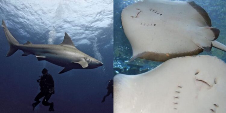 Ikan yu, pari kini kategori spesies terancam