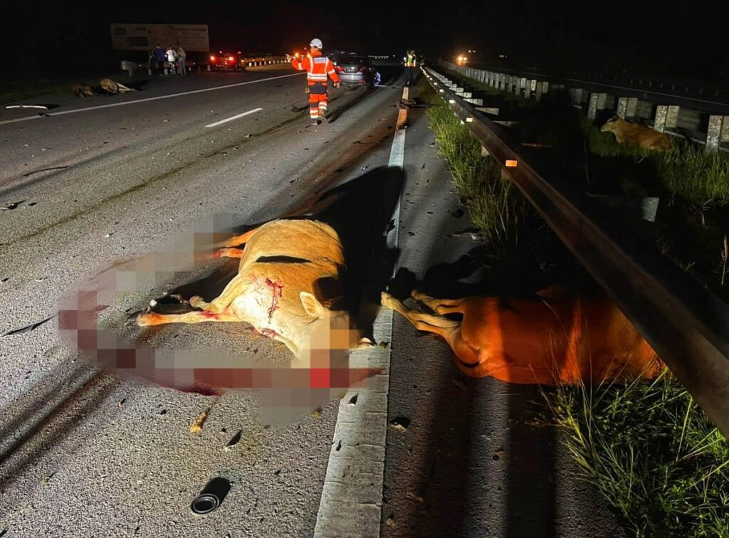 Suami isteri nyaris maut, ‘geng’ lembu melintas di LPT2