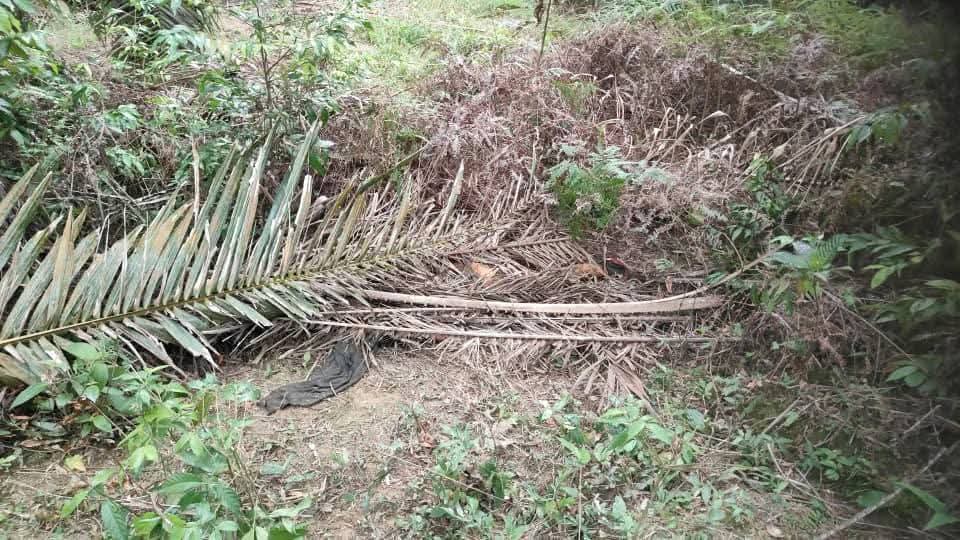 Mayat wanita bawah pelepah sawit dipercayai dibunuh, tiga ditahan