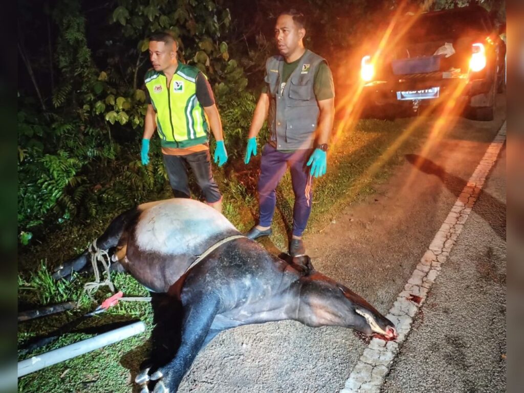 Tapir 250 kg maut dilanggar lori