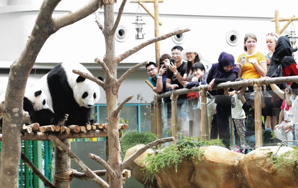 Pasangan panda gergasi baharu tiba di Malaysia minggu depan