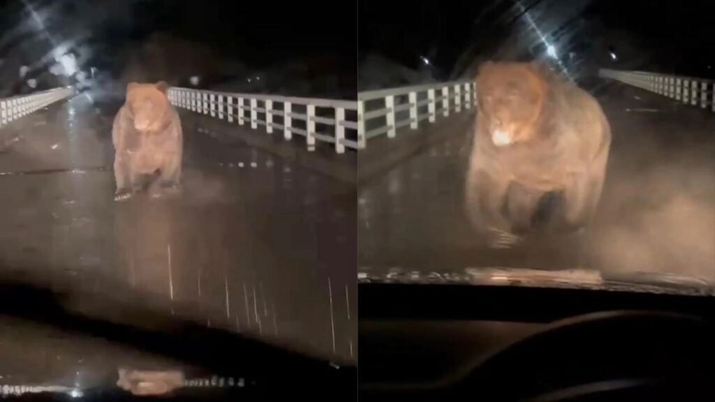 Lelaki cemas dikejar beruang, kereta habis kemik