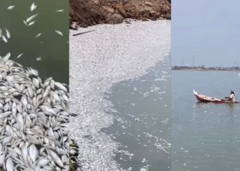 Puluhan ribu ikan timbul di permukaan laut