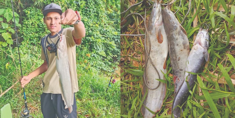 Tuai keli Afrika di tali air