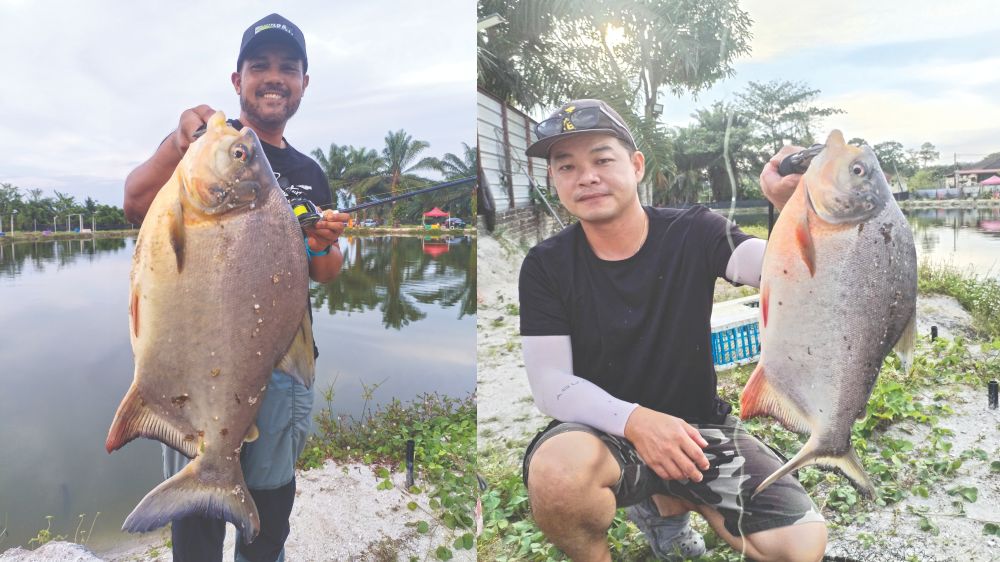 Menggewang pacu Kolam FT Chenderong