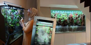 Paludarium pilihan dekorasi, siap berkabus-kabus bak hutan hujan sebenar!