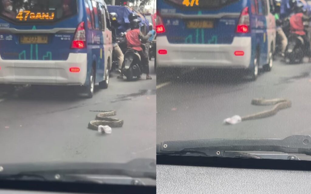 Ramai kesian tapi takut lihat ular sawa ‘berselubung’ plastik