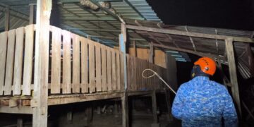 Ular sawa seberat 115kg kempunan kambing ditangkap APM