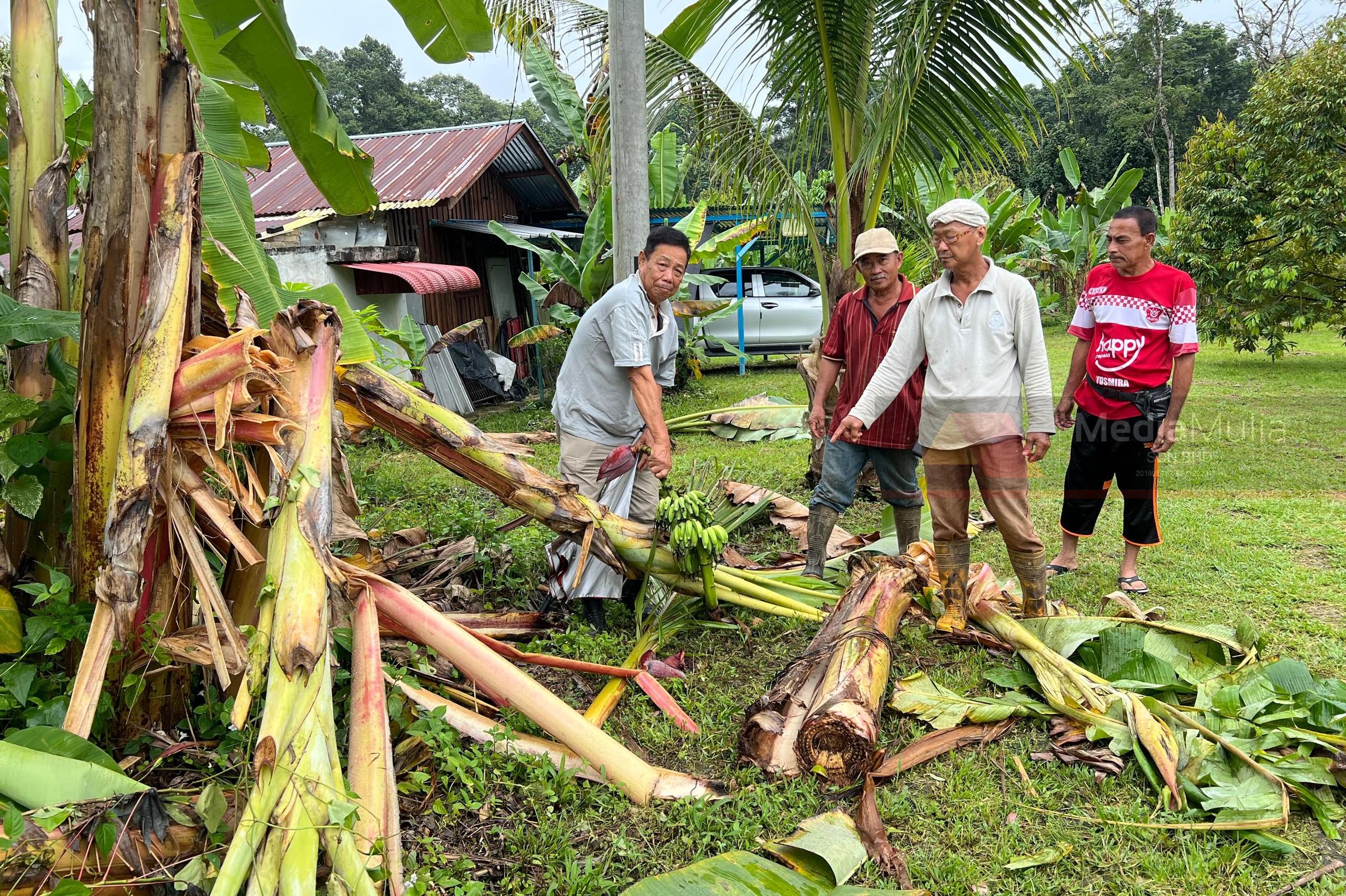Angkara onar tiga beranak