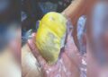 Musang king diserang belang harimau