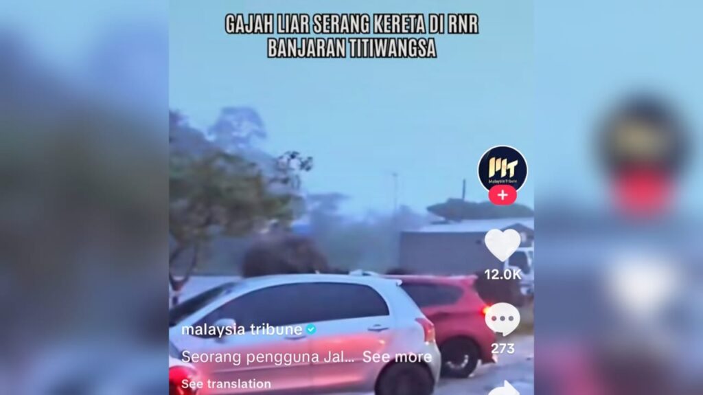 [VIDEO] Gajah ‘serang’ Honda City sebab bau durian