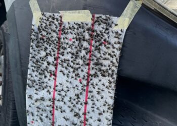 Kampung ‘diserang’ ribuan lalat, langsung tak boleh buka tingkap