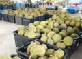 Harga durian merudum, RM5 sekilo
