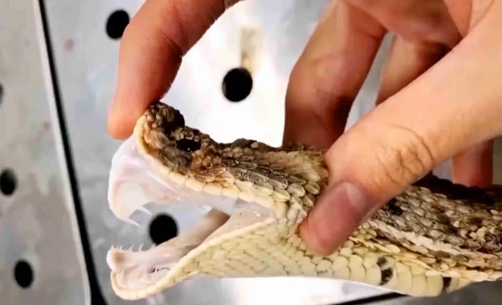 Ular ‘makan’ tuan, padah bela viper hidung panjang