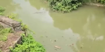 Adik, rakan cuma mampu lihat pelajar diterkam buaya