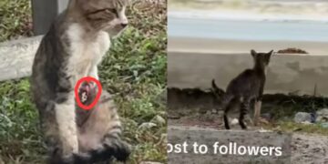 [VIDEO] ‘Tangan dia putus, orang Mersing boleh tolong tak…?’