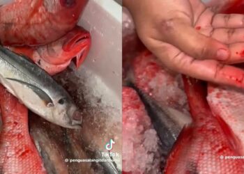 Belanja lebih RM300 beli ikan, peniaga tukar stok busuk