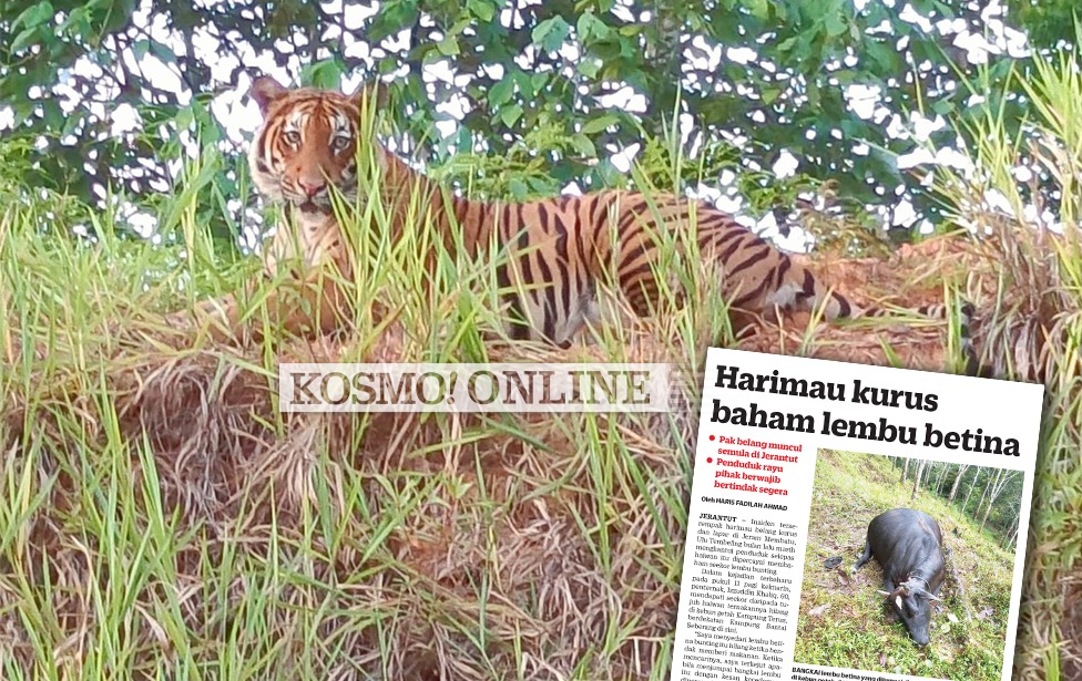Harimau belang ‘berehat’ dekat Ulu Tembeling