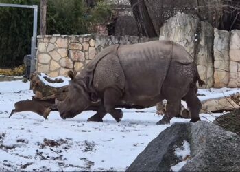 Kijang kerdil lawan badak sumbu 